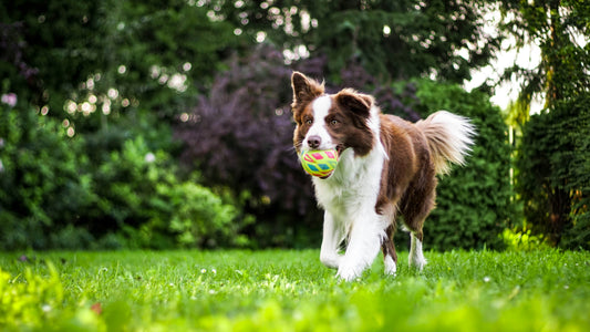 A playful border collie dog running on green grass with a colorful ball in its mouth, enjoying outdoor exercise in a sunny garden.